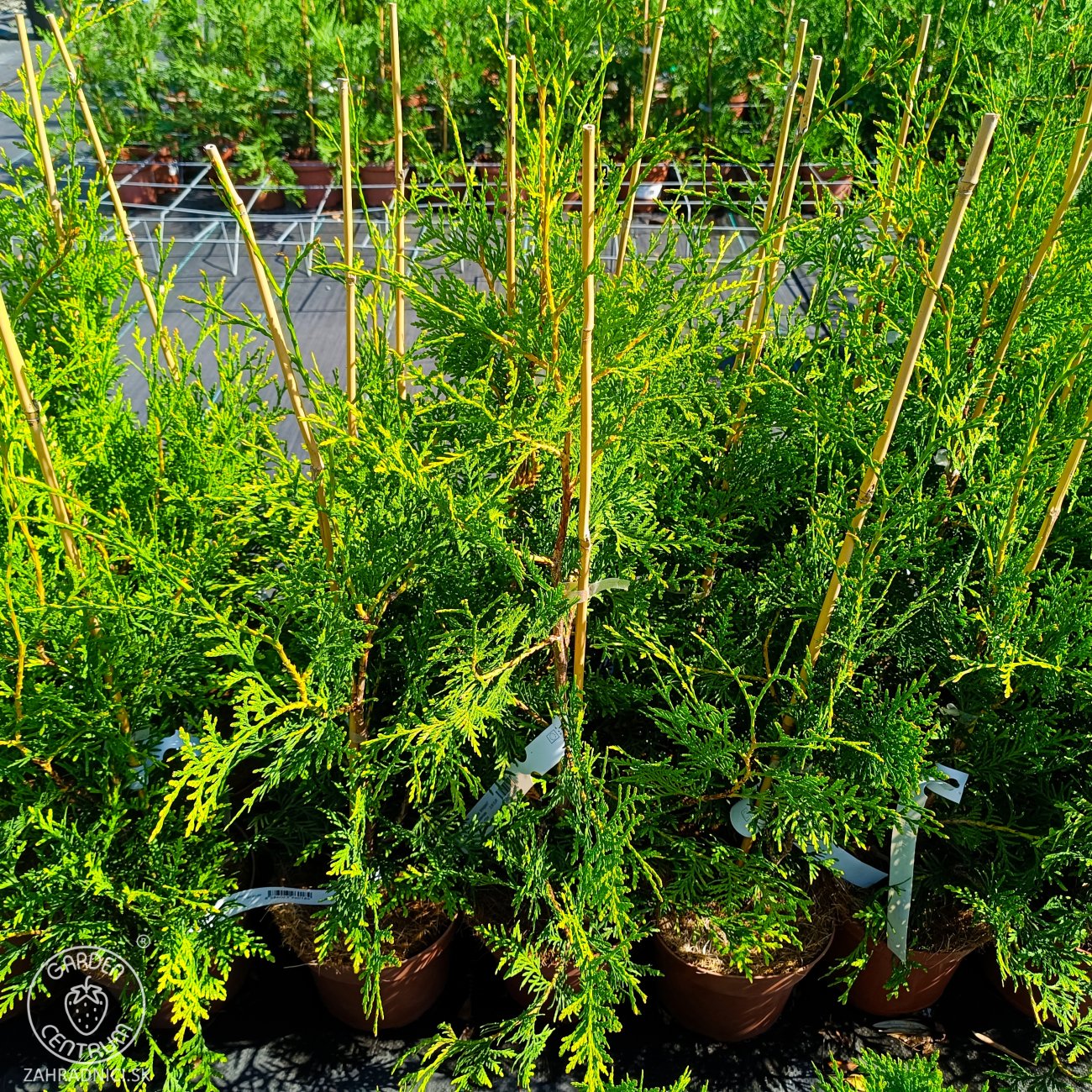 Obrázok Tuja západná (Thuja occidentalis) ´BRABANT´ - výška 50-60 cm, kont. C2L